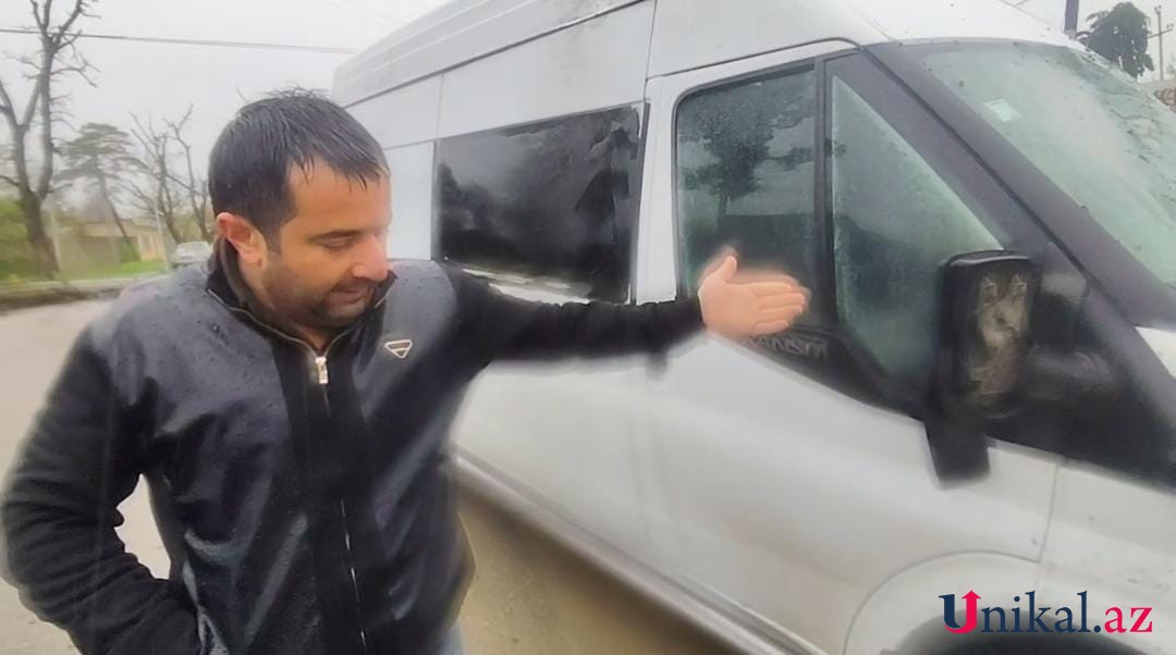 Qubada ağac yük avtomobilinin üzərinə aşdı - FOTOLAR